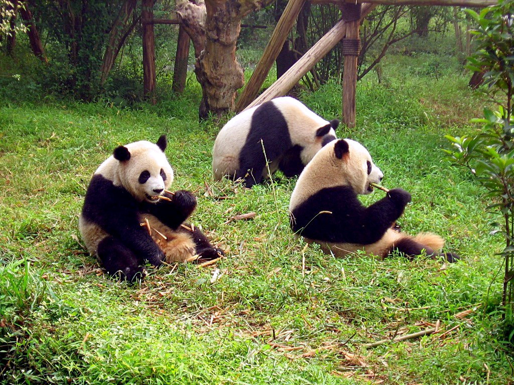 Chengdu giant panda, Chengdu